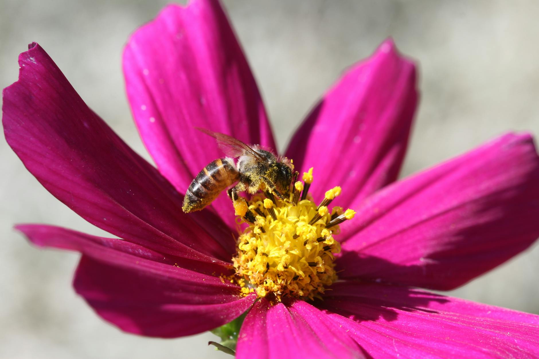 Macro shot of a honeybee pollinating a vibrant pink cosmos flower, showcasing nature's beauty.